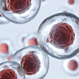 Cell Line Development