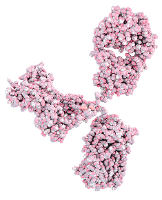 Antibody Manufacturing