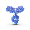 Antibody