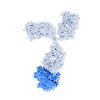 Fusion Protein