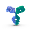 Bispecific Antibody