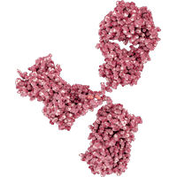 Antibody