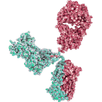 Bispecific Antibody