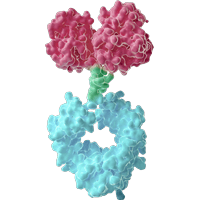 Fusion Protein