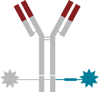 Comprehensive Bioconjugate Characterization