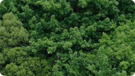 Environment